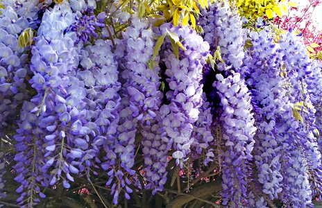 Fragrant plant nature