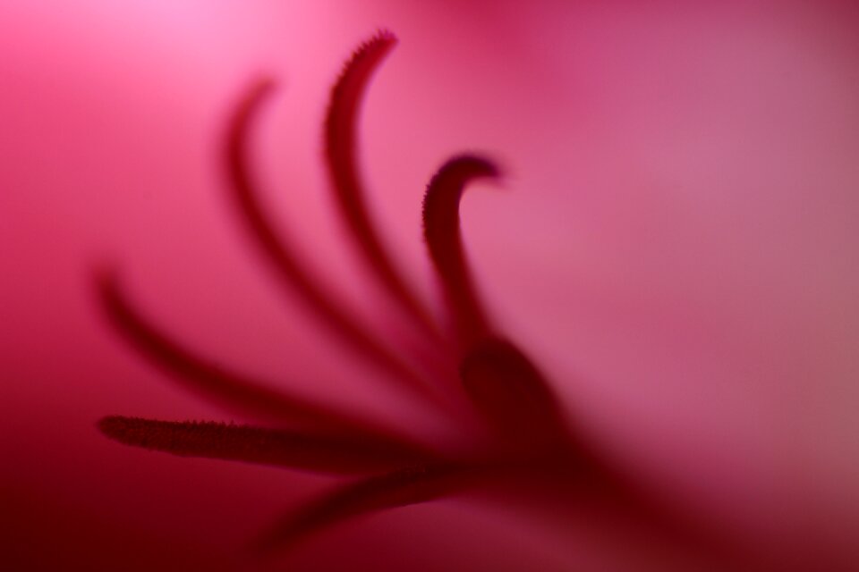 Bloom close up nature