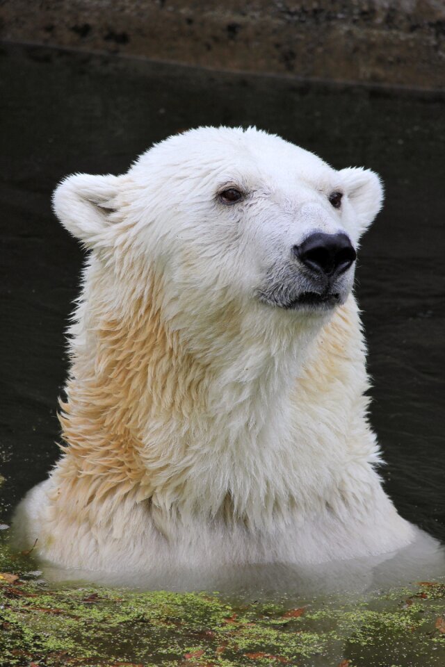 Climate protection predator water