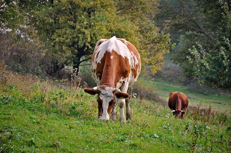 Mountains beskids beef