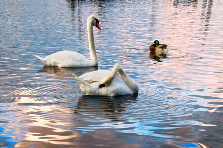 Swans river rhine