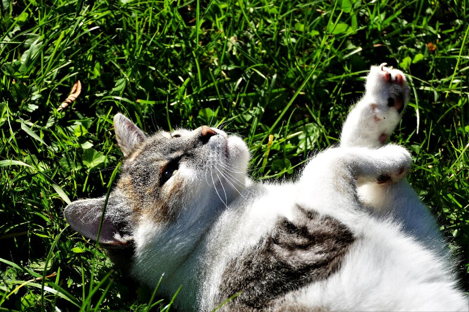 Pet cute domestic cat