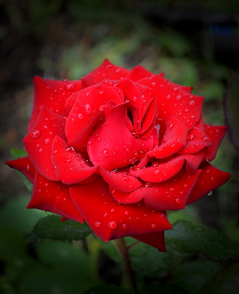 Red beauty roses