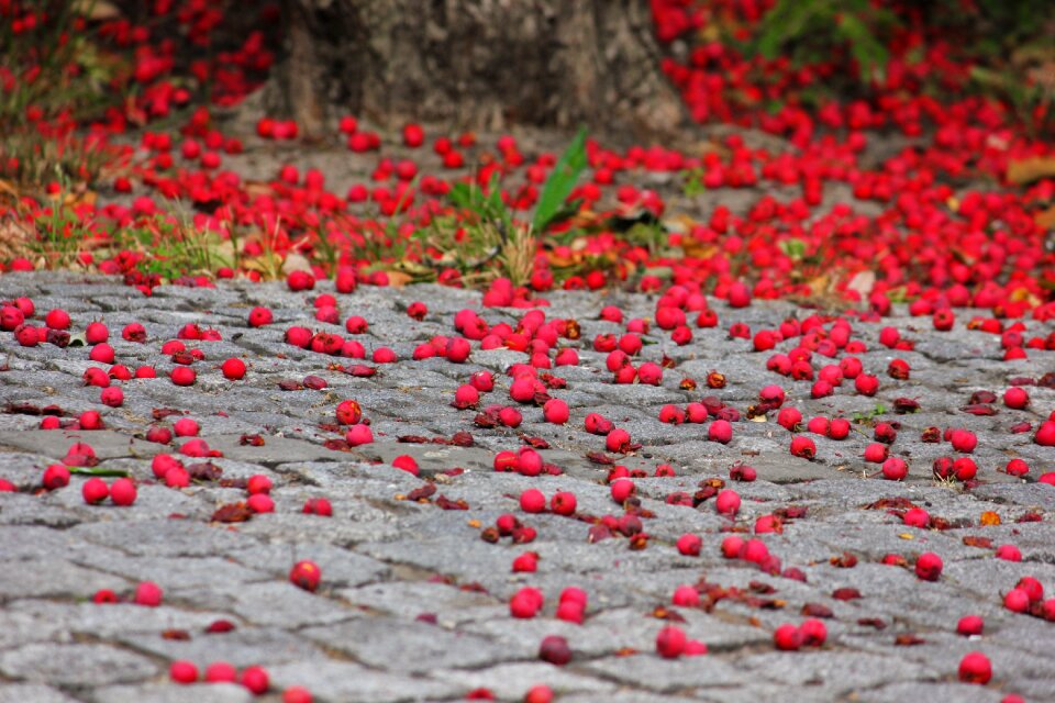 Ripe fallen down berry