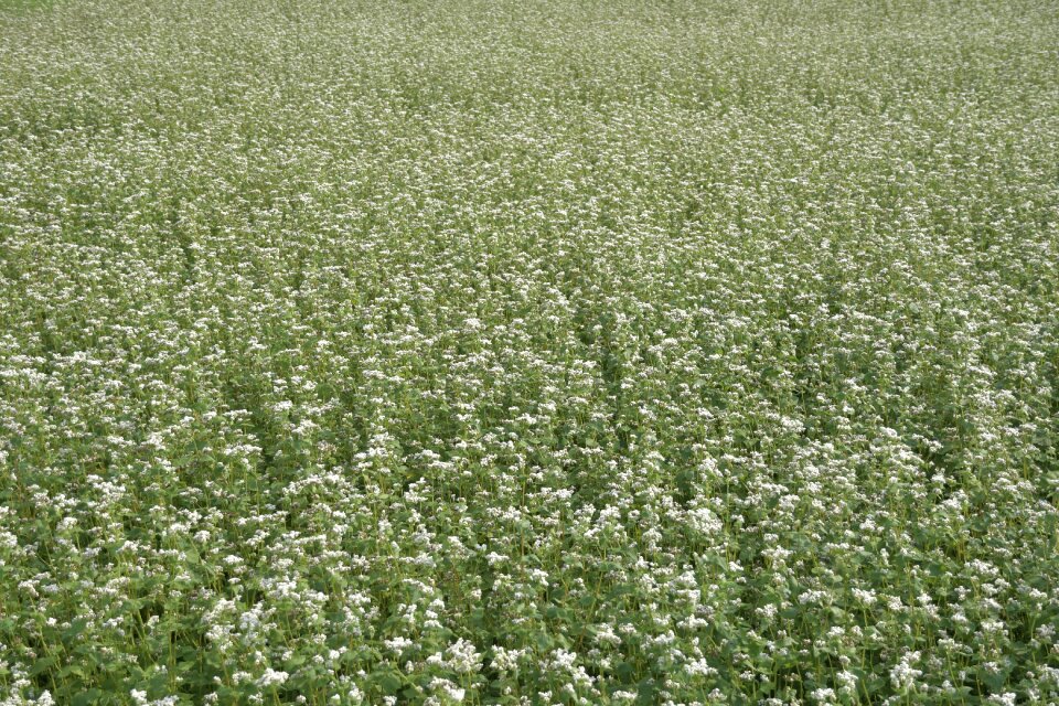 Buckwheat food grain