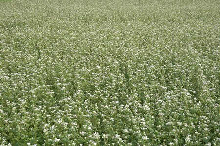 Buckwheat food grain