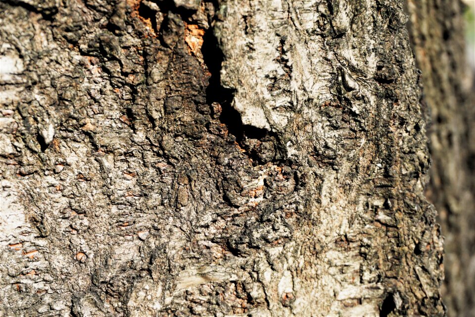 Tree texture rough surface dark and brown colour texture