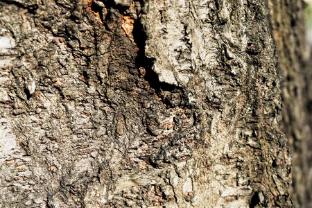 Tree texture rough surface dark and brown colour texture photo