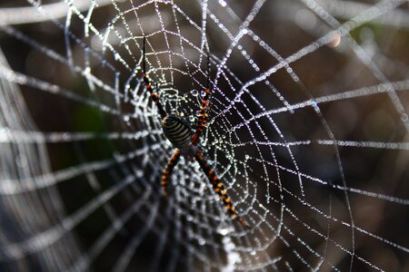 Dew dew drops dew drops on the web photo