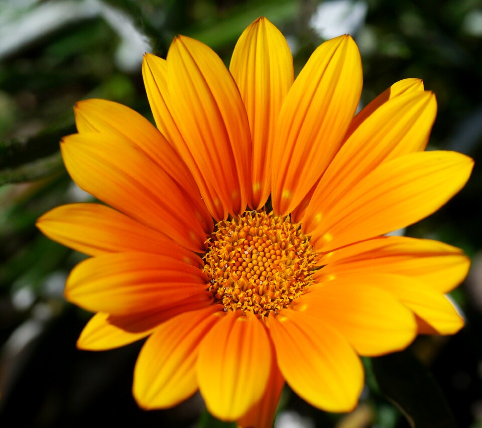 Sun yellow golden yellow
