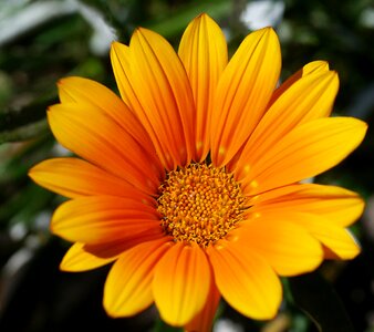 Sun yellow golden yellow