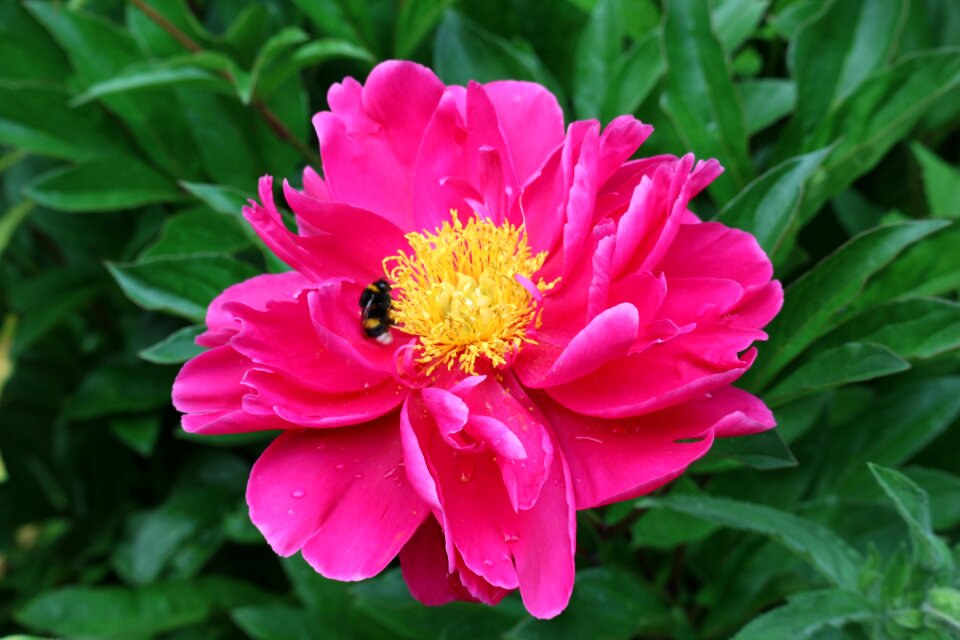 Nectar plant nature