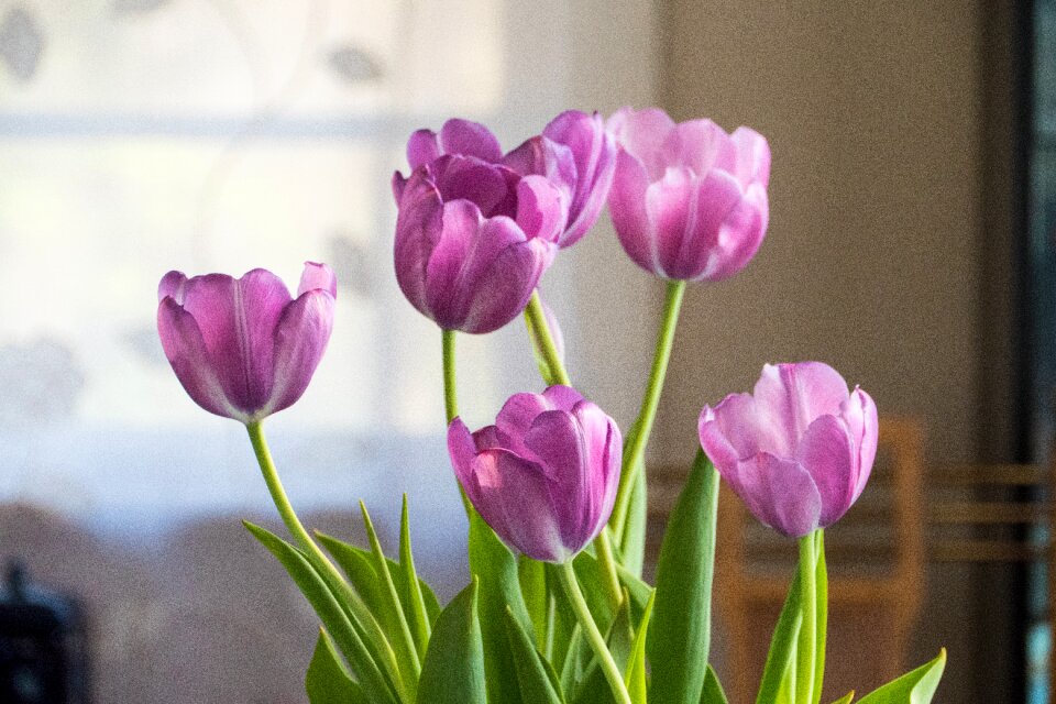 Tulip flower spring
