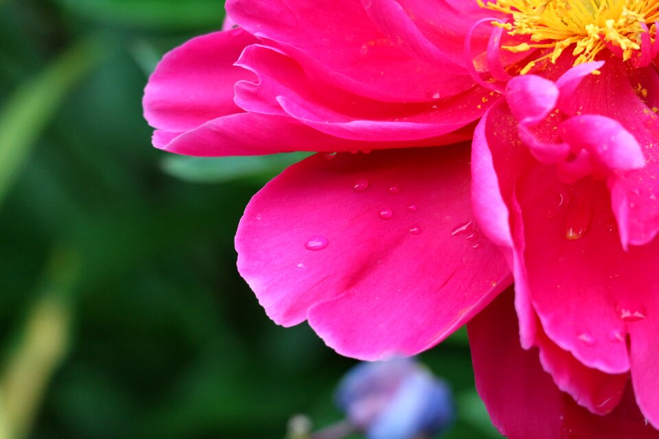 Flower garden drop of water pink
