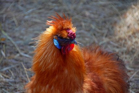 Chicken head portrait photo