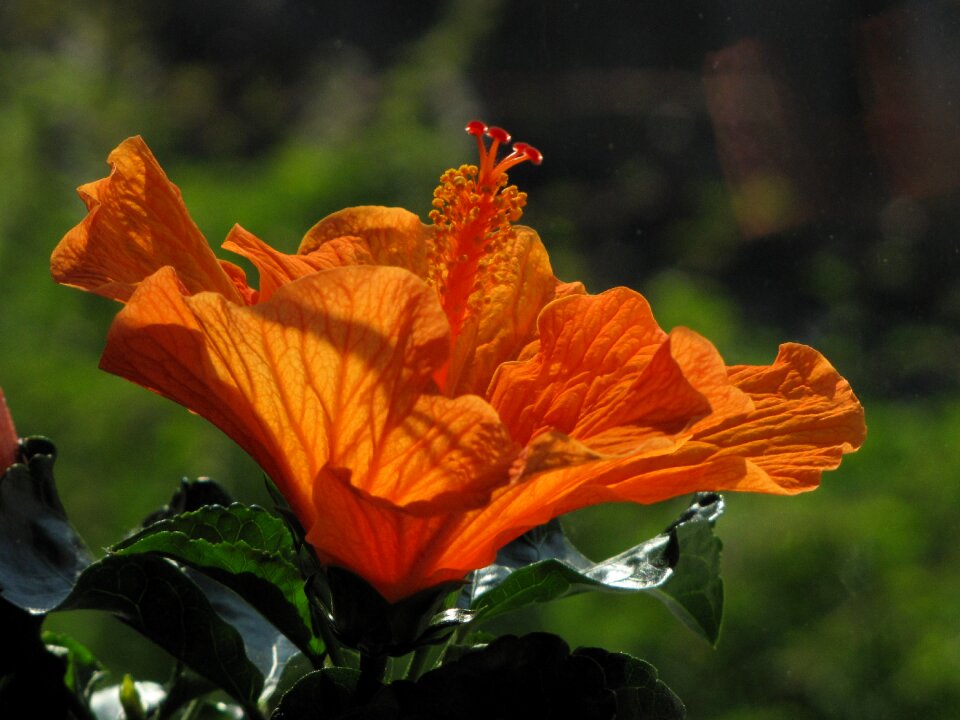 Bloom orange close up