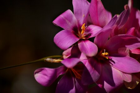 Plant bloom flora