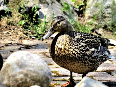 Mallard duck closeup duck walking photo