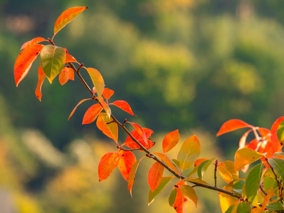 Autumn mood color autumn