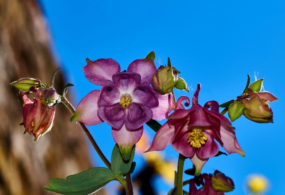 Flora common akelei aquilegia