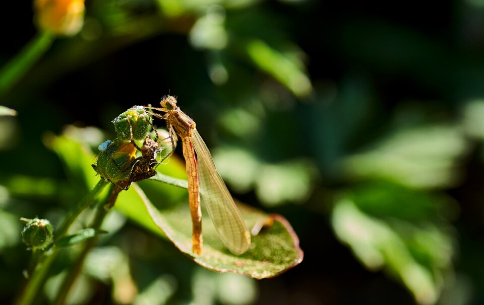 Insect close up nature