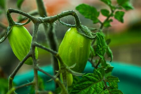 Cherry tomatoes round healthy