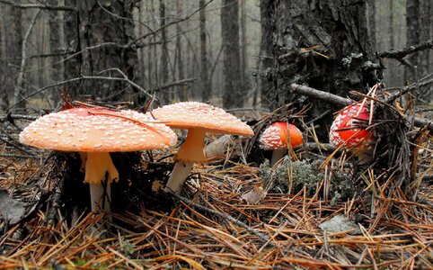 Poisonous mushrooms fly agaric red toxic photo