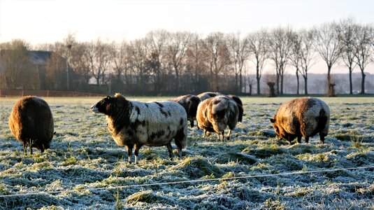 Wool herd countryside photo