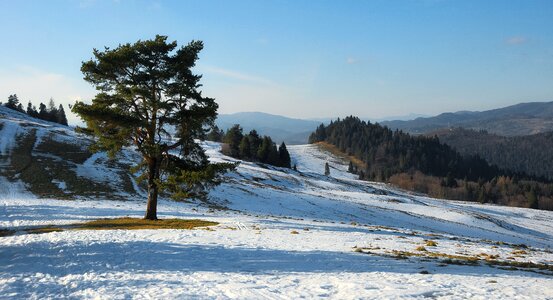 Landscape tree mountains photo