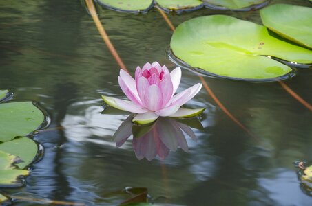 Flowers pond water lilies