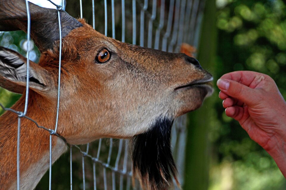 Wildlife park zoo wild