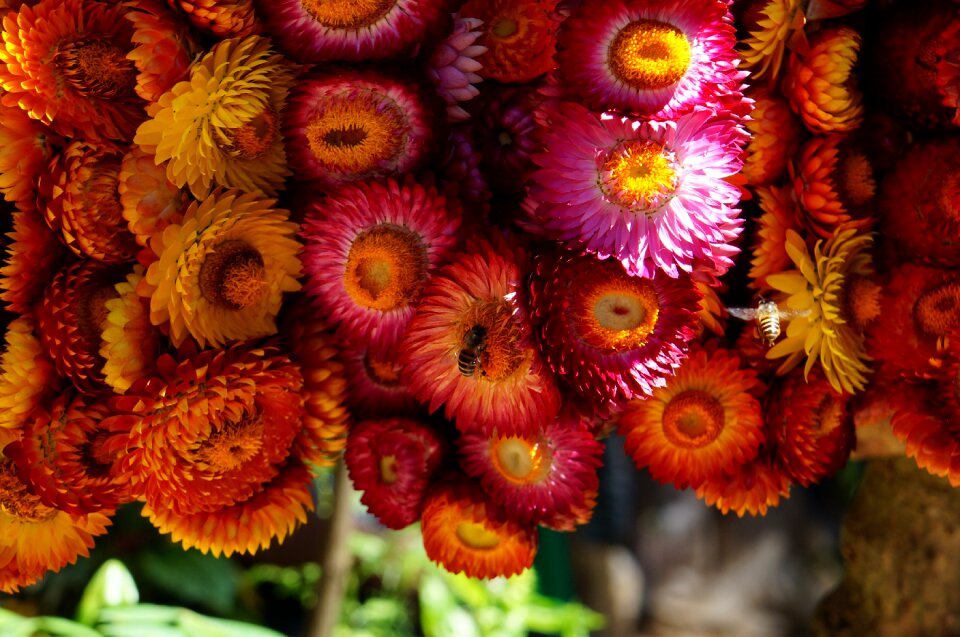 Baguio city flower philippines