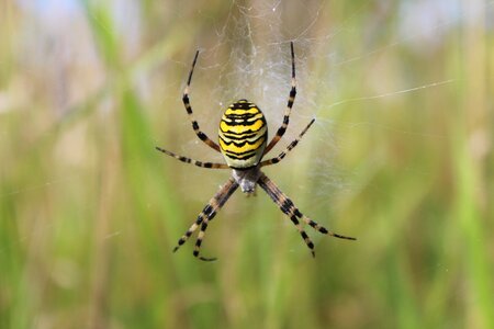 Spiderweb insect arachnid photo
