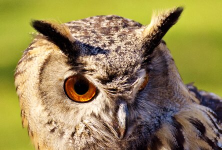 Eagle owl animals wild bird photo