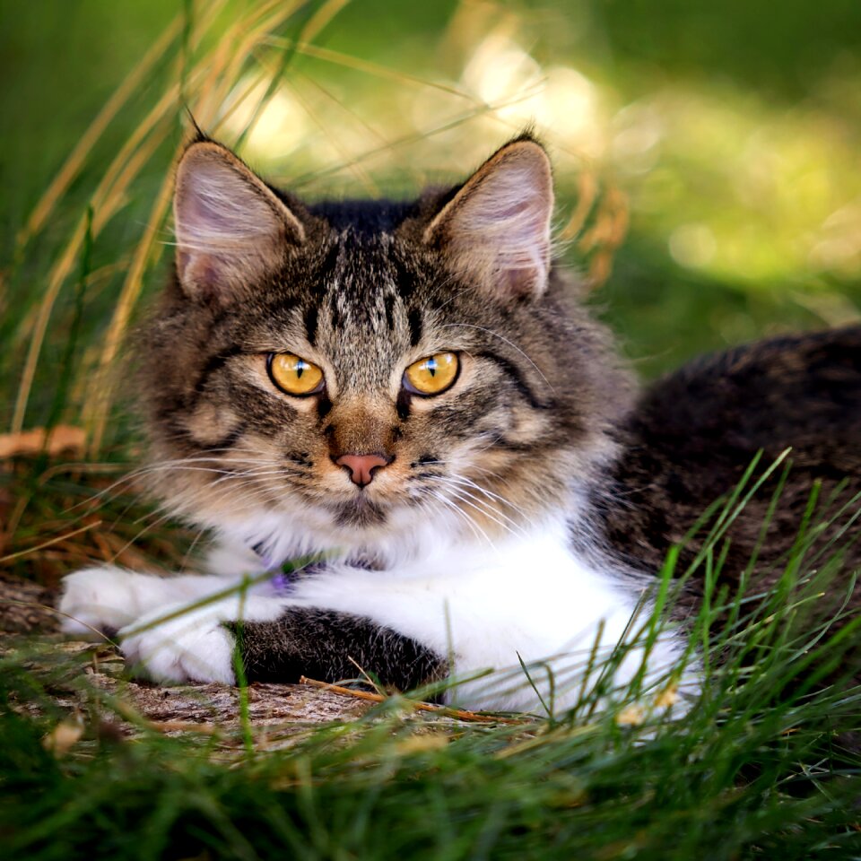 Fur mammal nature