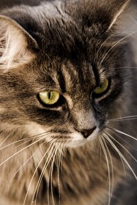 Animals closeup fur