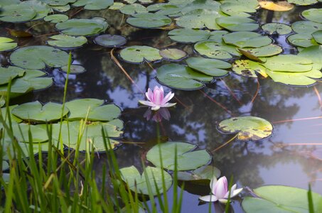 Plants wildflower lotus photo