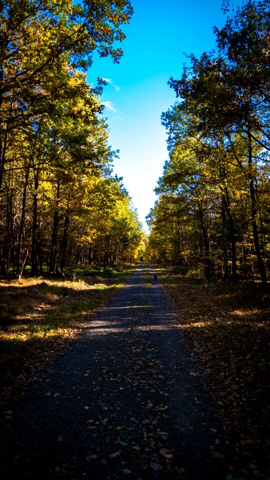 Leaves nature forest