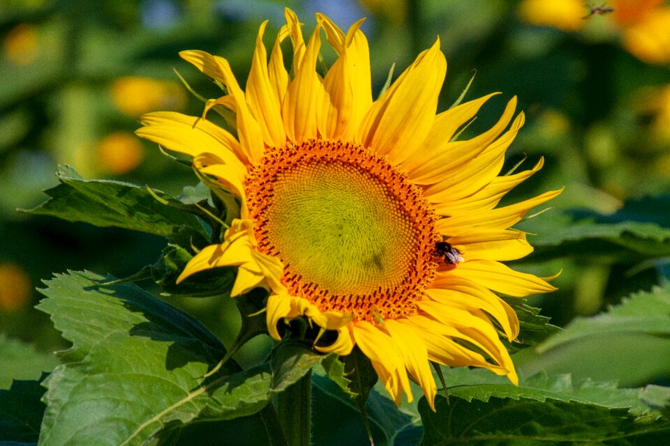 Bloom nature bright
