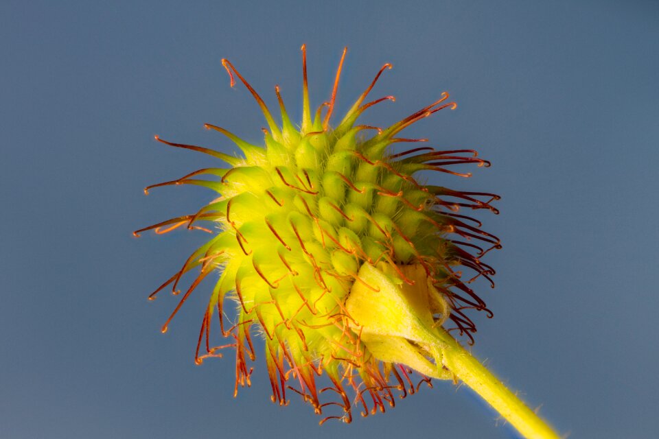 Faded prickly velcro closure