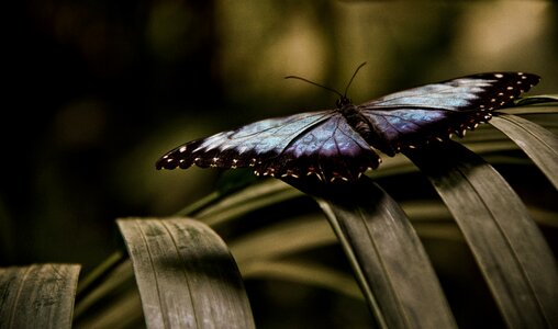 Insect nature wing photo