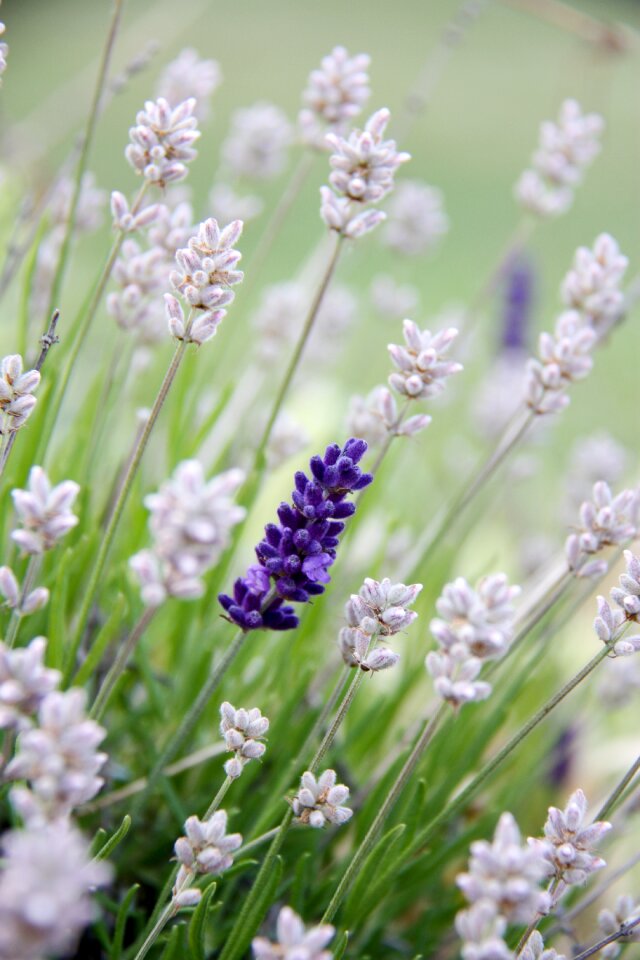 Flowers flowering plant