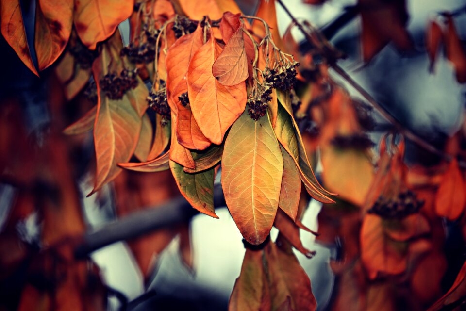 Tree withered dry