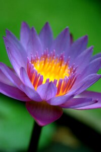 Nature flowering plant