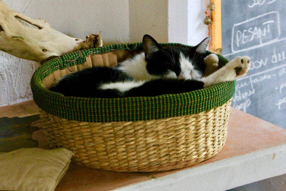 Cat sleeping feline kitty