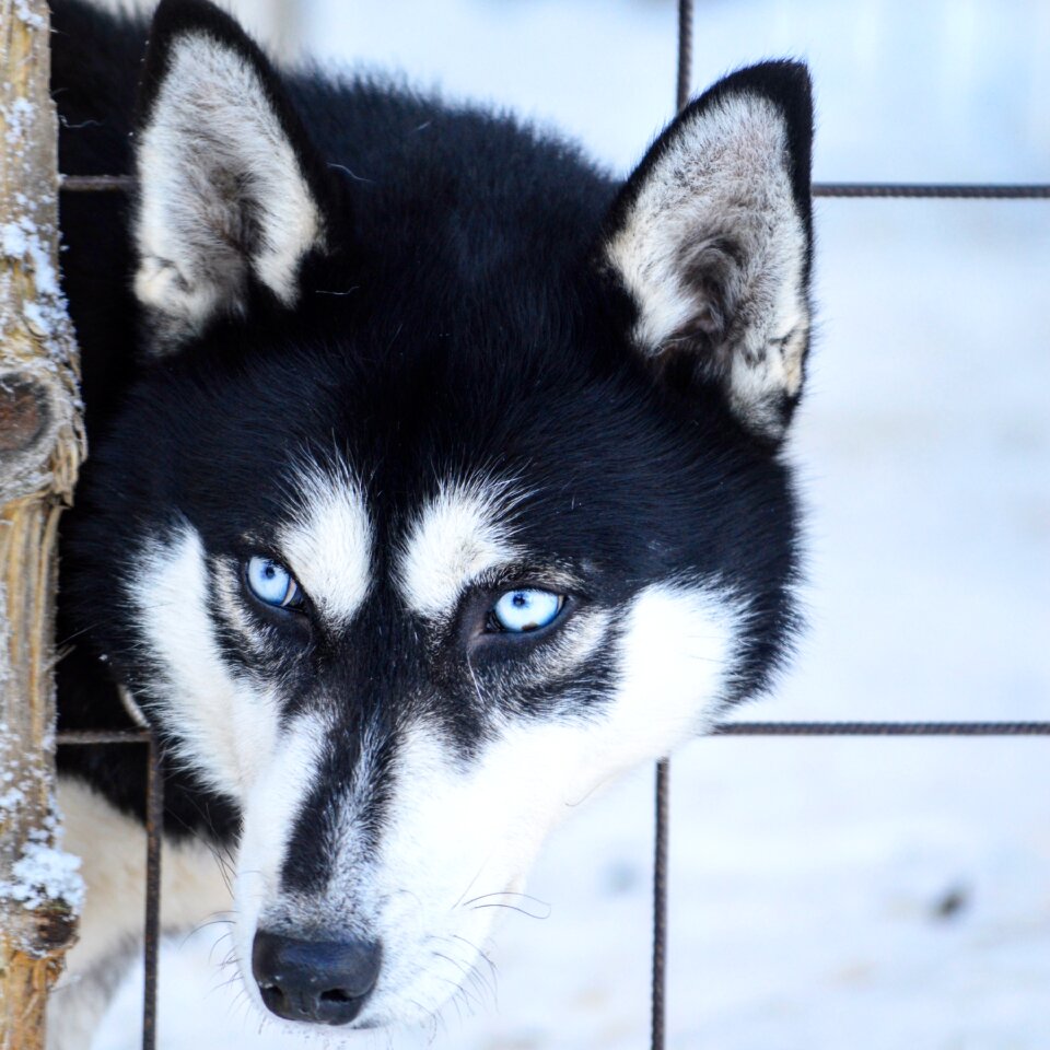 Winter the eyes snow