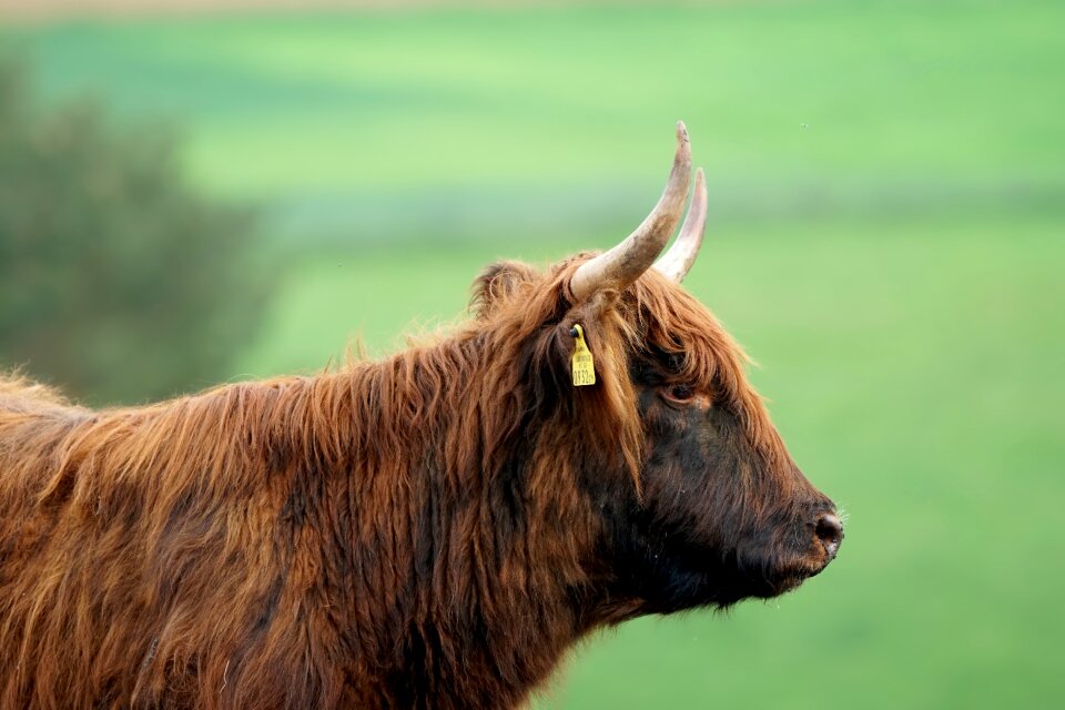 Nature cow meadow