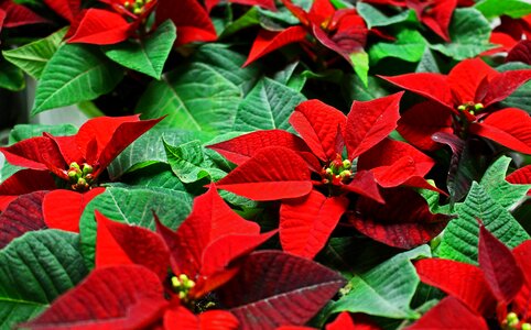 Flower red christmas plant photo