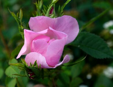 Natur nature peaceful