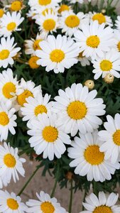 Garden white yellow
